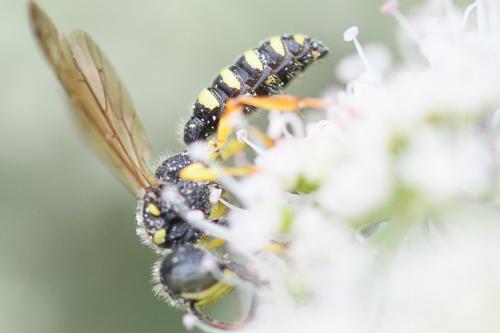 Cerceris sp.